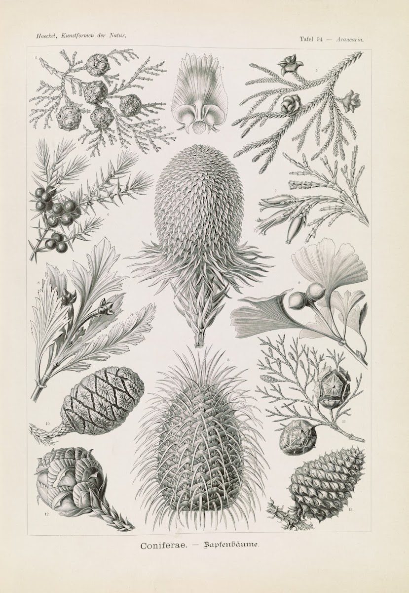 Coniferae  Bapfenbäume 1904