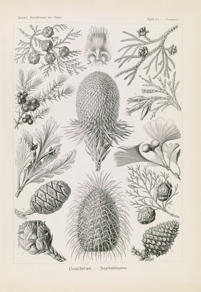 Coniferae  Bapfenbäume 1904