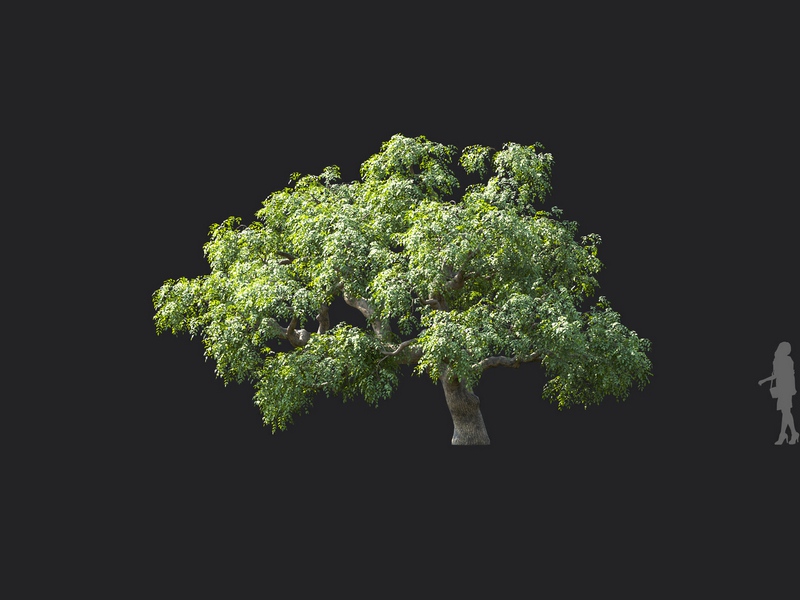 Maxtree - Plant Models Vol.124