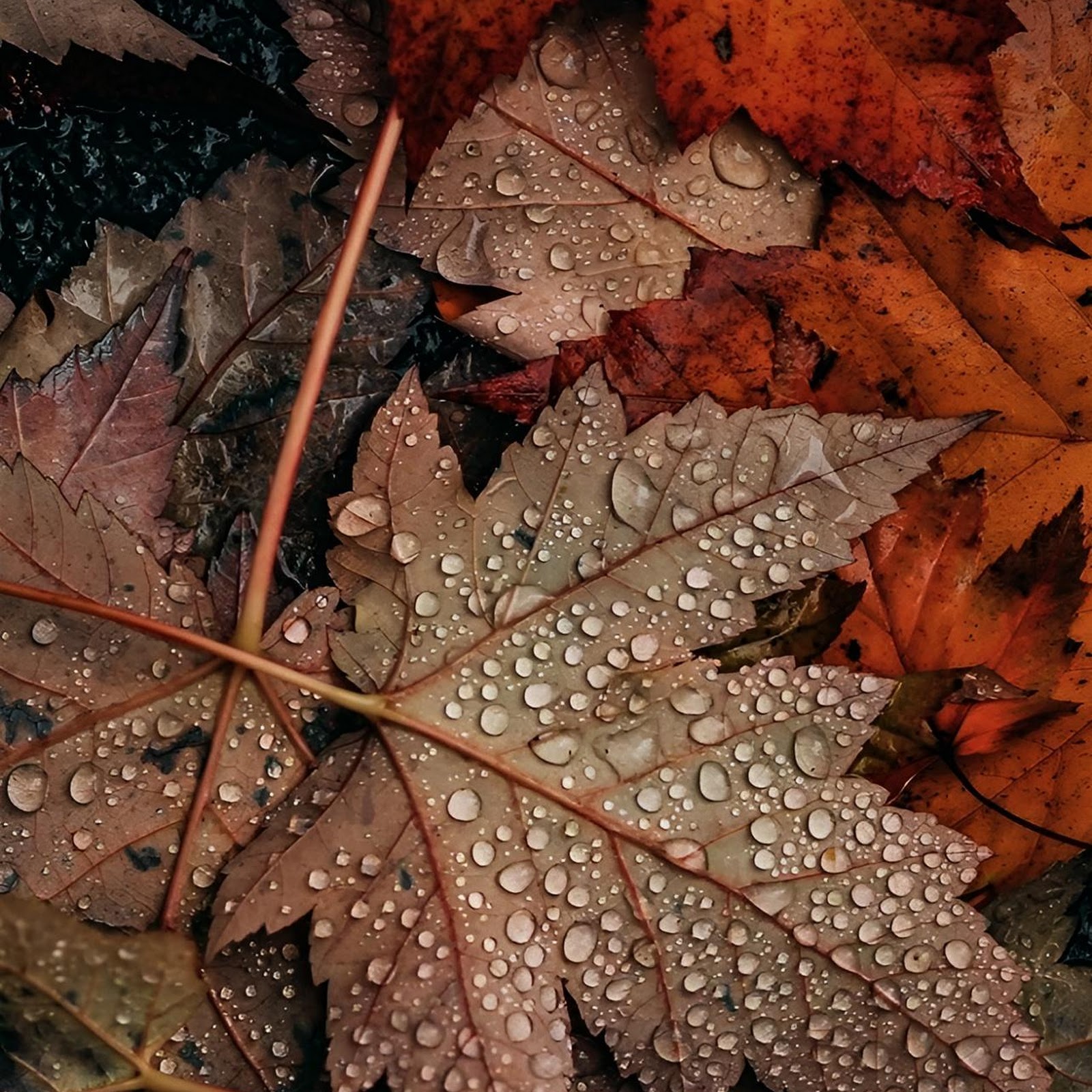 Download Wet Autumn Maple Leaves Full HD iPhone