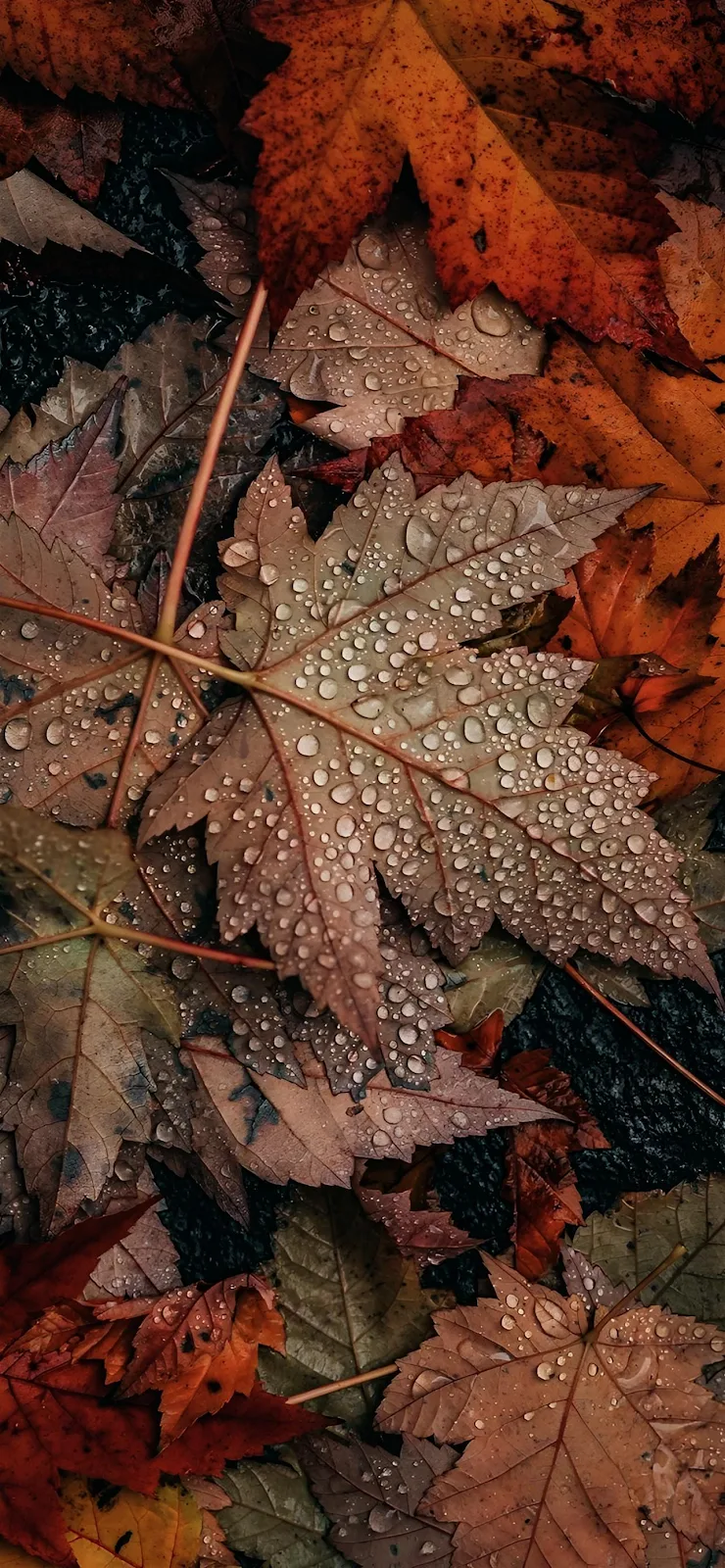 Wet Autumn Maple Leaves - Macro Photography Full HD iPhone Wallpaper (1284x2778)