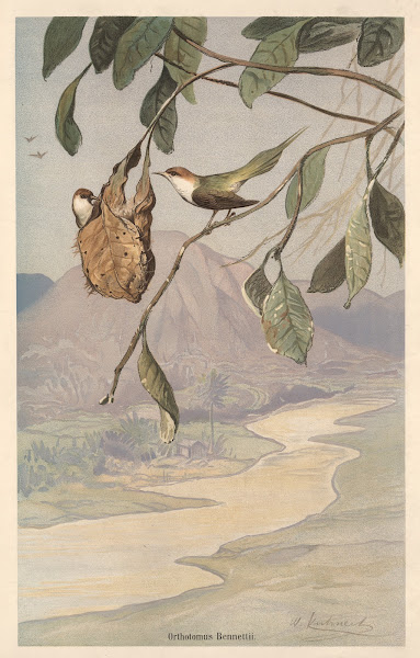 Tailor Bird 1890