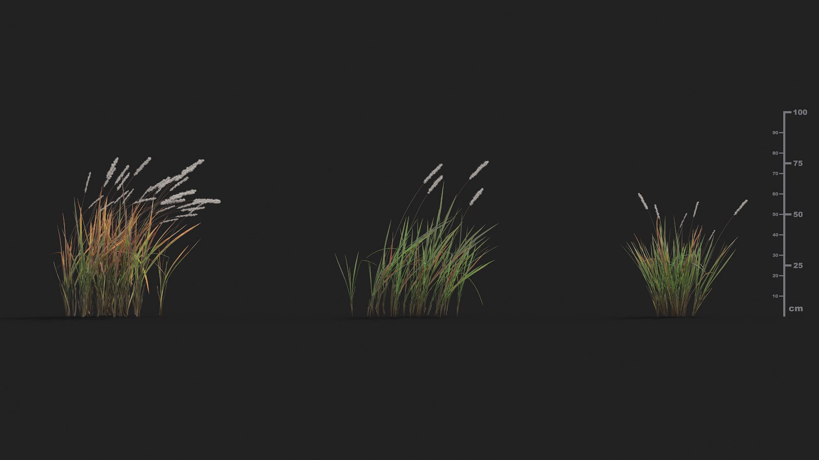 Maxtree - Plant Models Vol.21