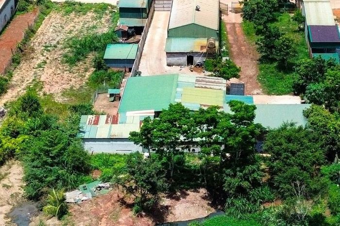 Cuộc sống dân cư đảo lộn vì mùi hôi từ cơ sở tập kết heo - Báo Công An Nhân Dân