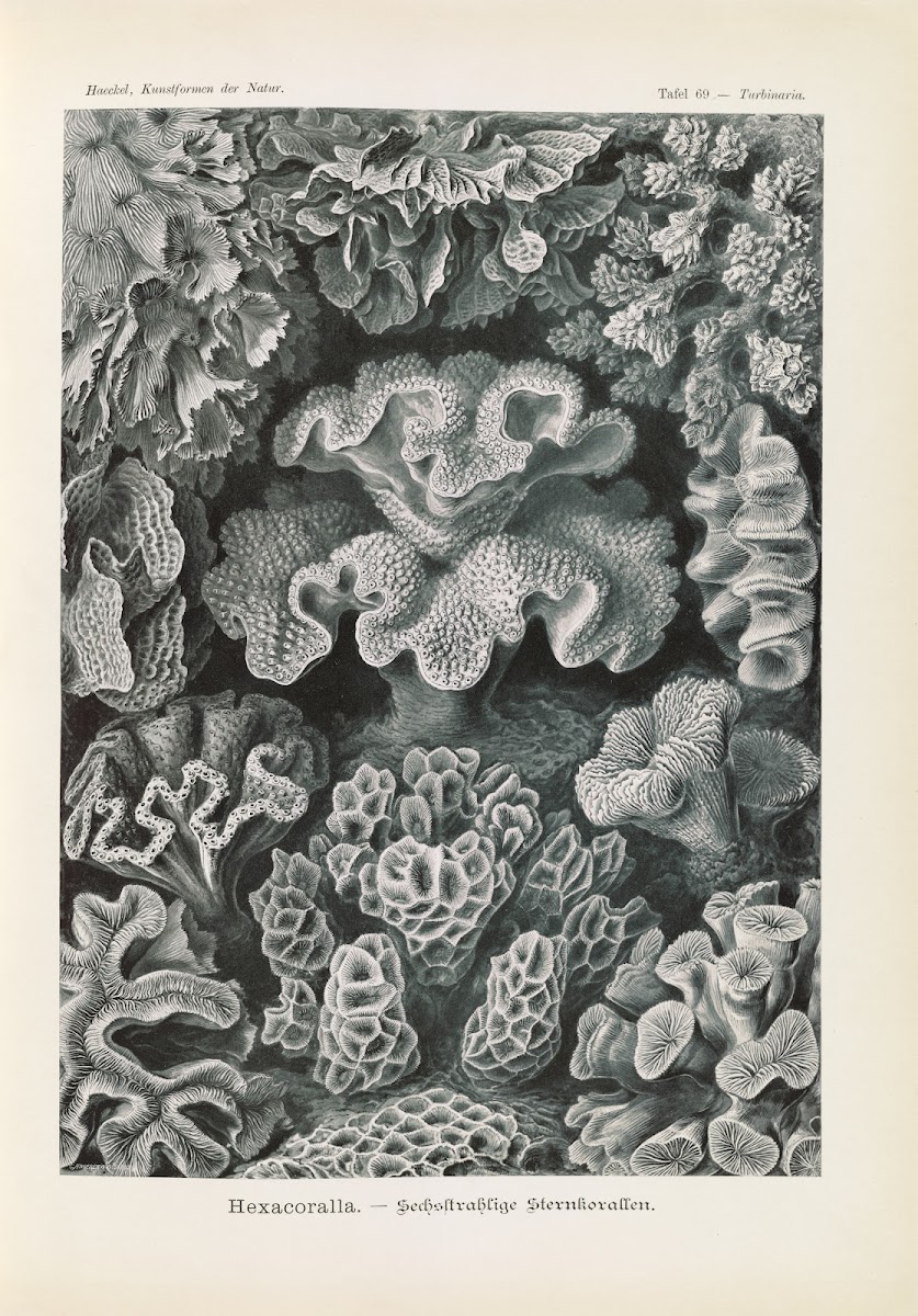 Hexacoralla  Sechsstrahlige Sternkorallen 1904