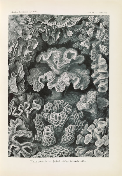 Hexacoralla  Sechsstrahlige Sternkorallen 1904