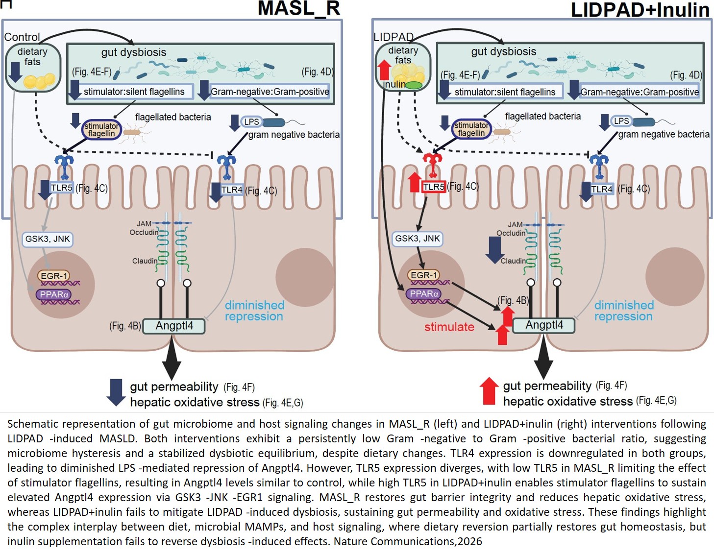 Angptl4 integrates dietary and microbial signals to disrupt gut barrier function in MASH