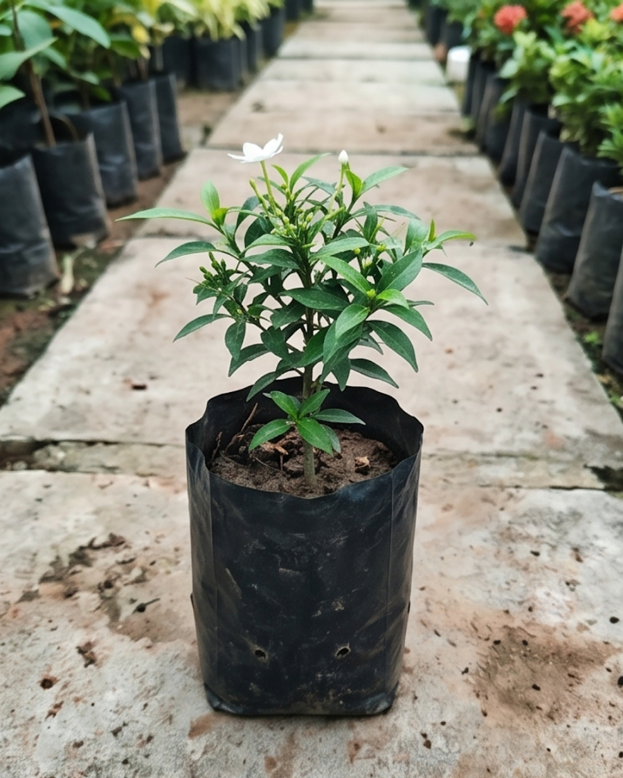Mini Tagar Plant — view 4