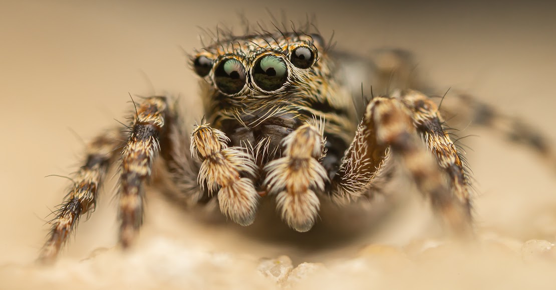 Attulus pubescens