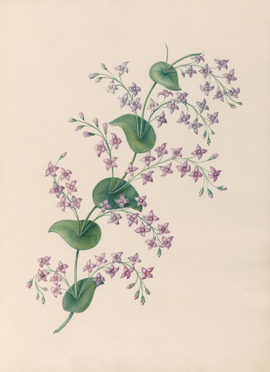 Drawings of tropical flowers and fruits from South America Pl27 1830
