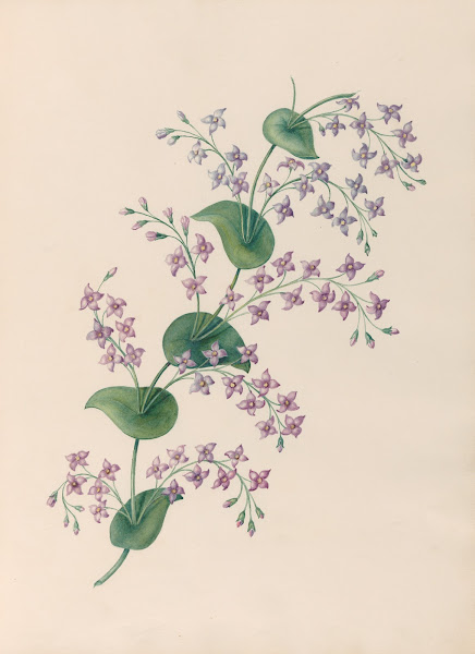 Drawings of tropical flowers and fruits from South America Pl27 1830