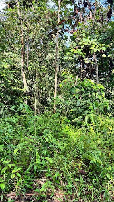 Tanah Pertanian Batu 22 Sungai Lui, Hulu Langat — foto 6/8