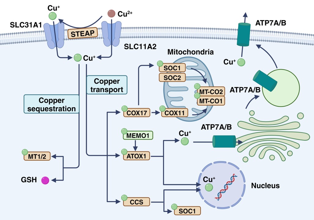 COPPER-DRIVEN REDOX MODULATION AMPLIFIES THYMOQUINONE- MEDIATED DNA DAMAGE, APOPTOSIS SIGNALING, AND TUMOR SUPPRESSION IN COLORECTALCANCER