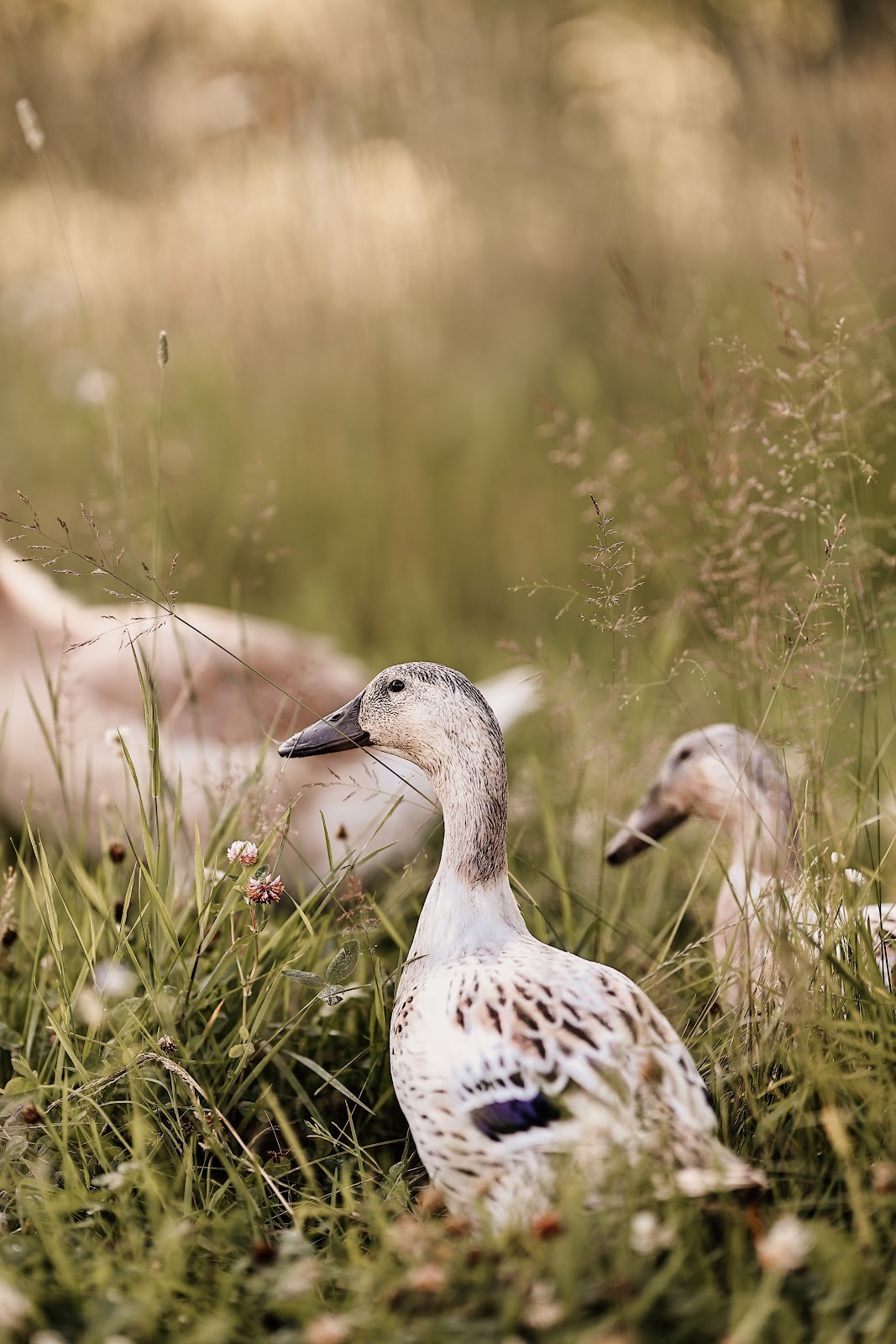 Welsh Harlequin Duckling