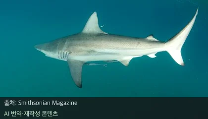 상어 종류 구분 - 상어 전문가도 헷갈리는 상어 종류 구분법과 미스터리