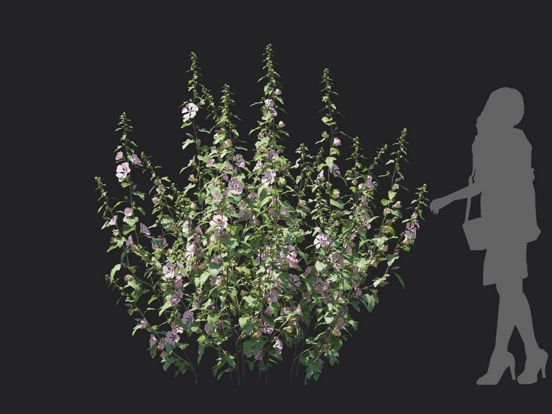 Maxtree - Plant Models Vol.129