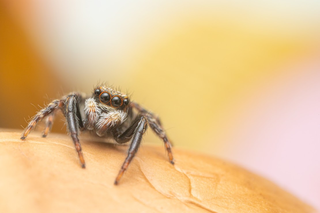 Pseudeuophrys lanigera