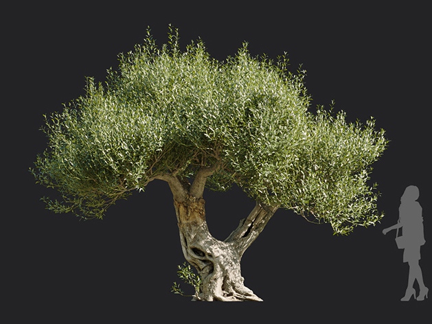 Maxtree - Plant Models Vol.113