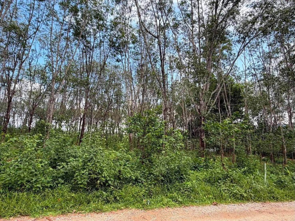 ที่ดินสวนยางพารา 4 ไร่ ใกล้หาดนาใต้ · บ้านดอนโคกกลอย ตะกั่วทุ่ง พังงา 5