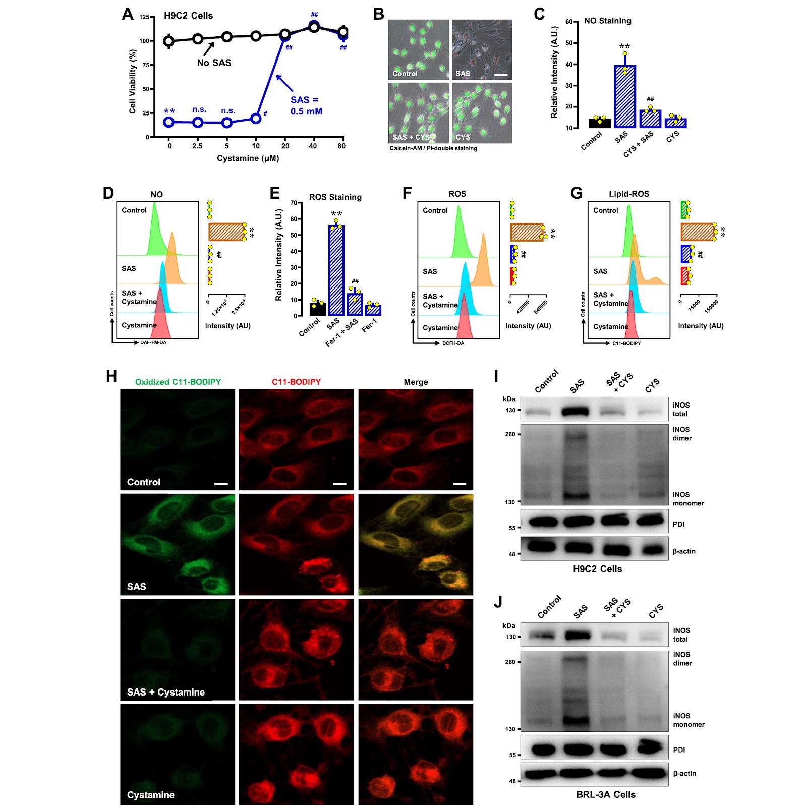 Characterization of the mechanisms underlying sulfasalazine-induced ferroptotic cell death: role of protein disulfide isomerase-mediated NOS activation and NO accumulation