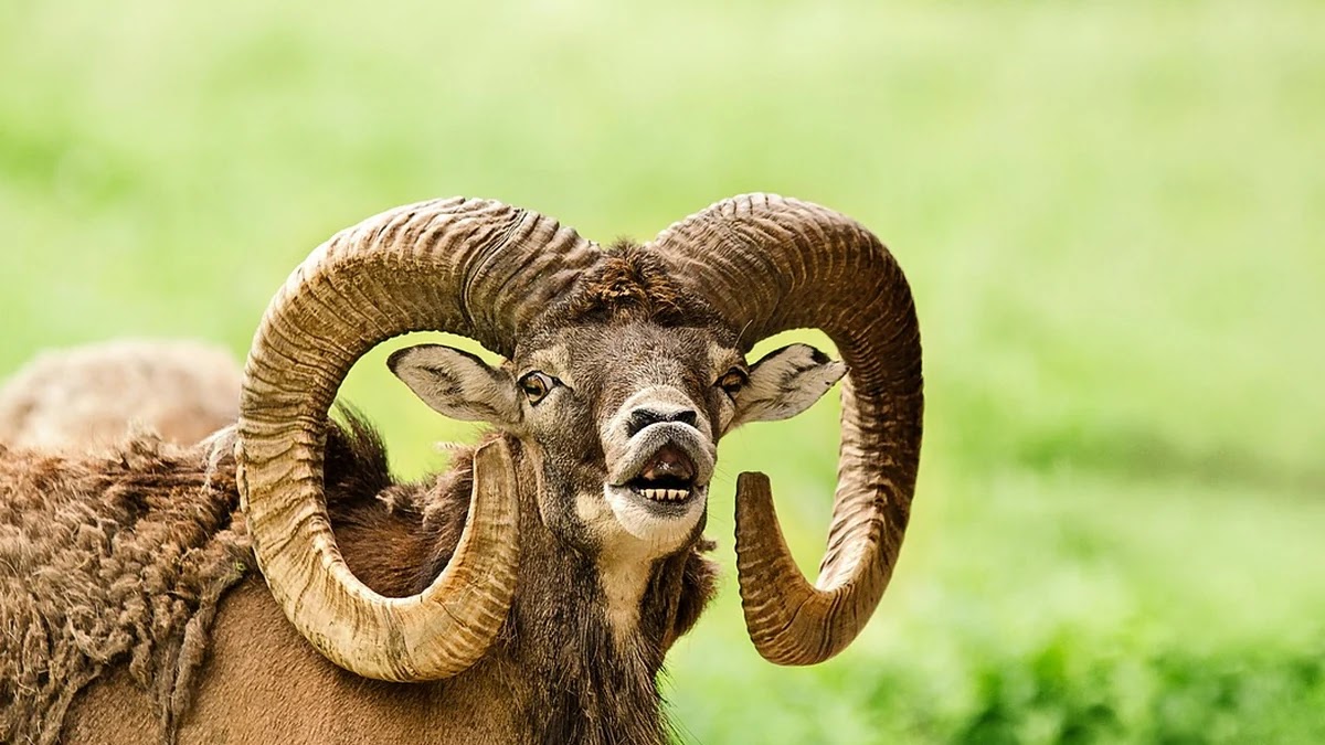 채무 조정 신청 전후 소비자 심리 패턴과 구매 행동 차이