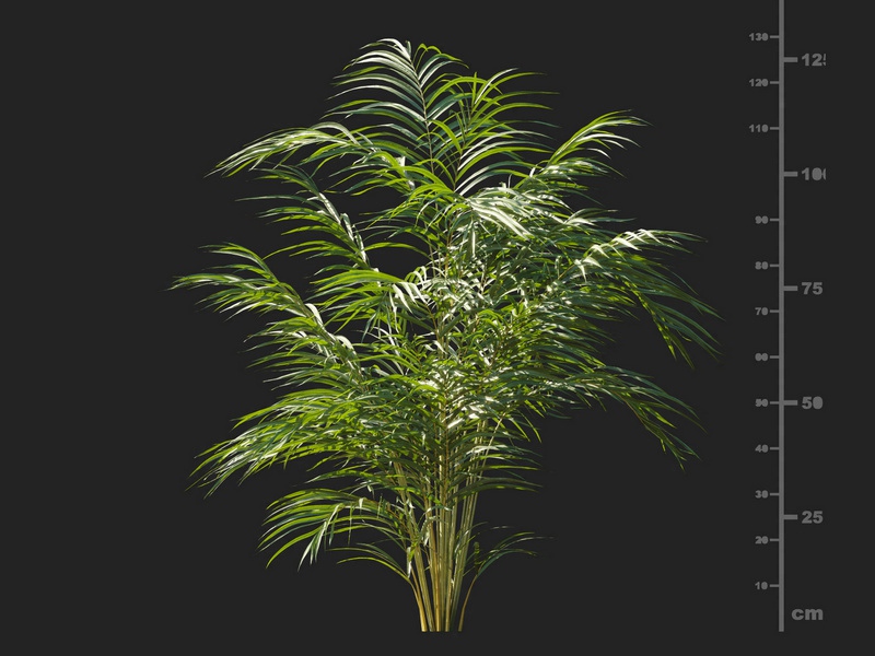 Maxtree - Plant Models Vol.127