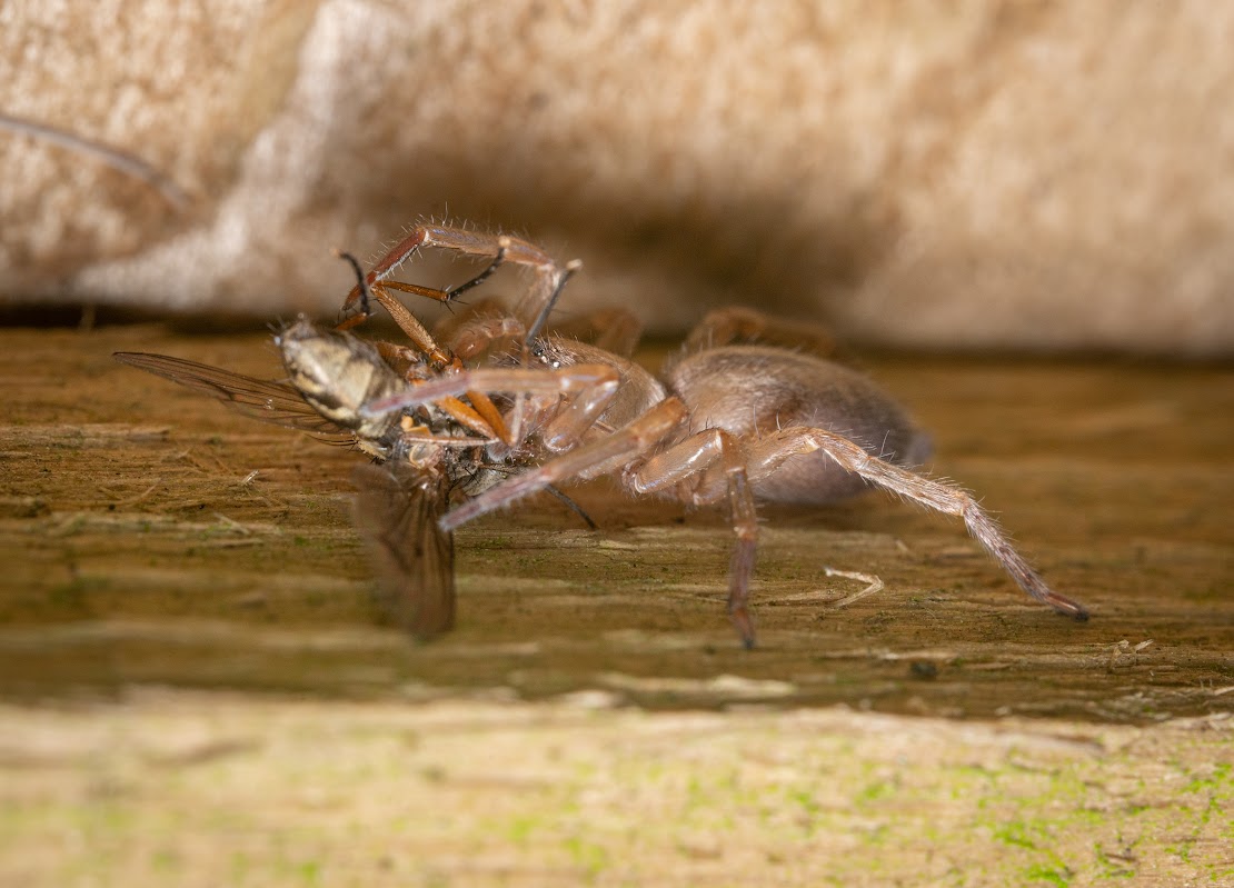 Clubiona sp.