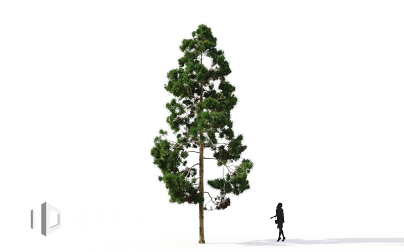 Maxtree - Plant Models Vol.9