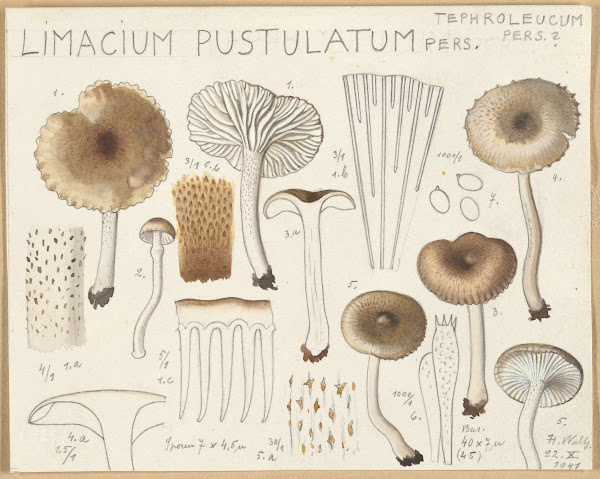 Limacium pustulatum 1915 1945