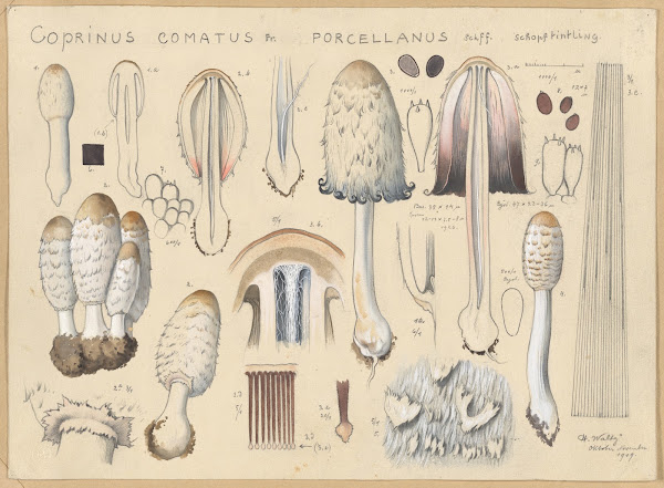 Coprinus comatus Fr porcellanus Schff 1915 1945