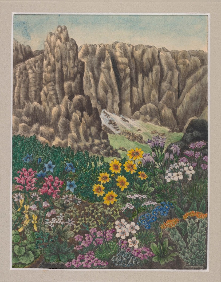 Vegetation of the Karkonosze Mountains Pl4 19th century