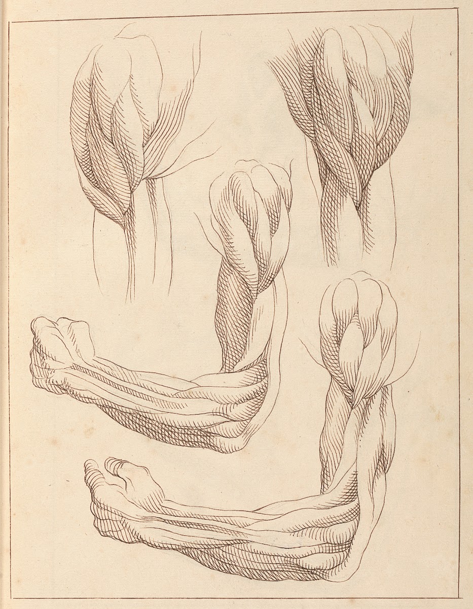 Anatomical Studies of Arms 1716