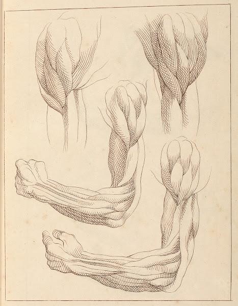 Anatomical Studies of Arms 1716