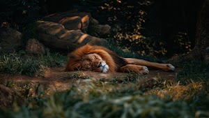 Lion Wallpaper