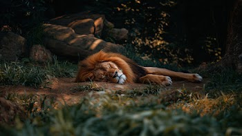 Lion Wallpaper