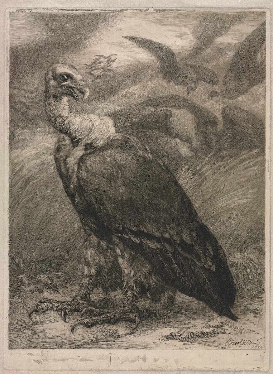 Vulture 1904