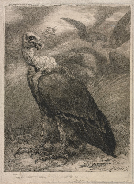 Vulture 1904