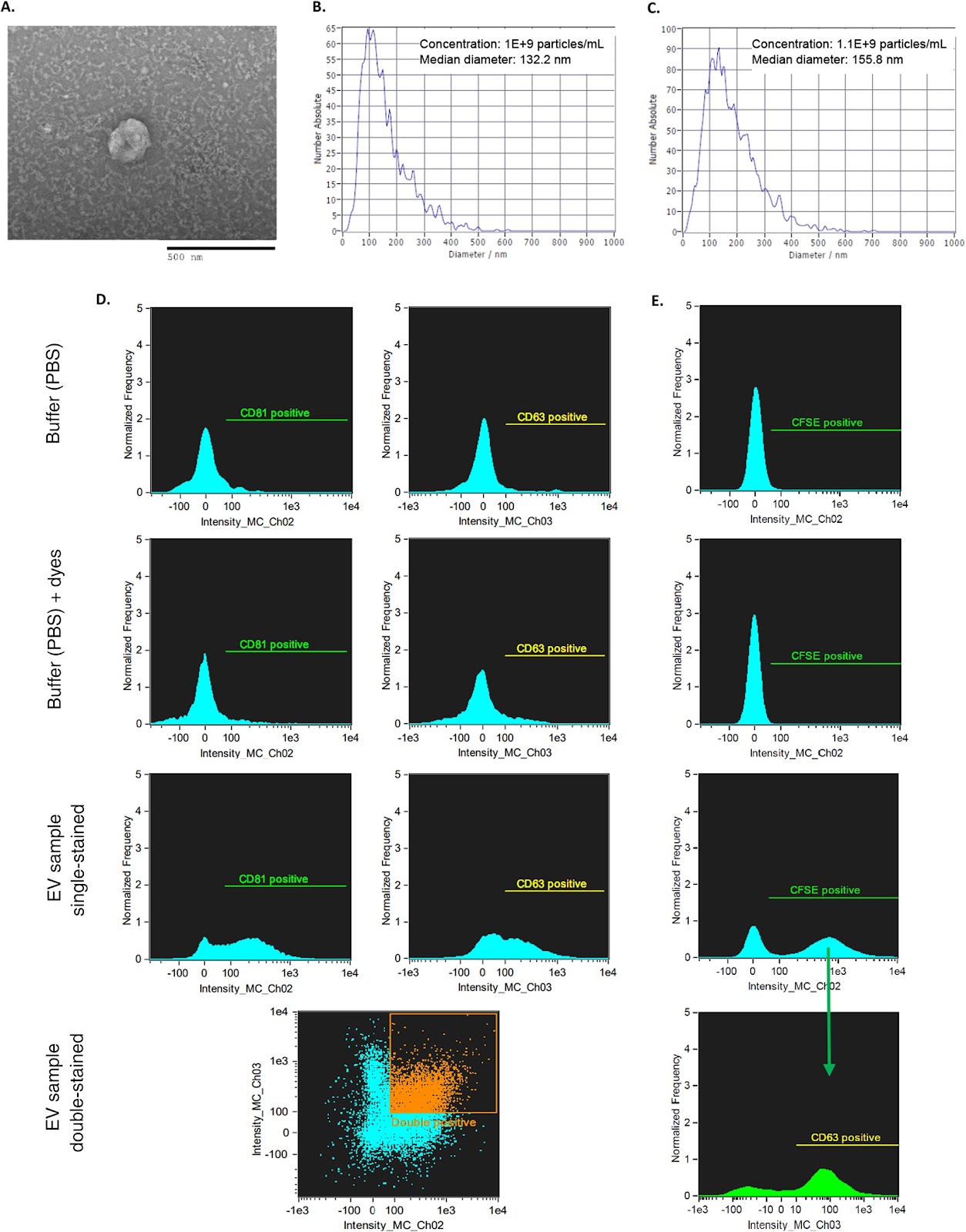 Effectiveness of extracellular vesicles derived from hiPSCs in repairing hyperoxia-induced injury in a fetal murine lung explant model