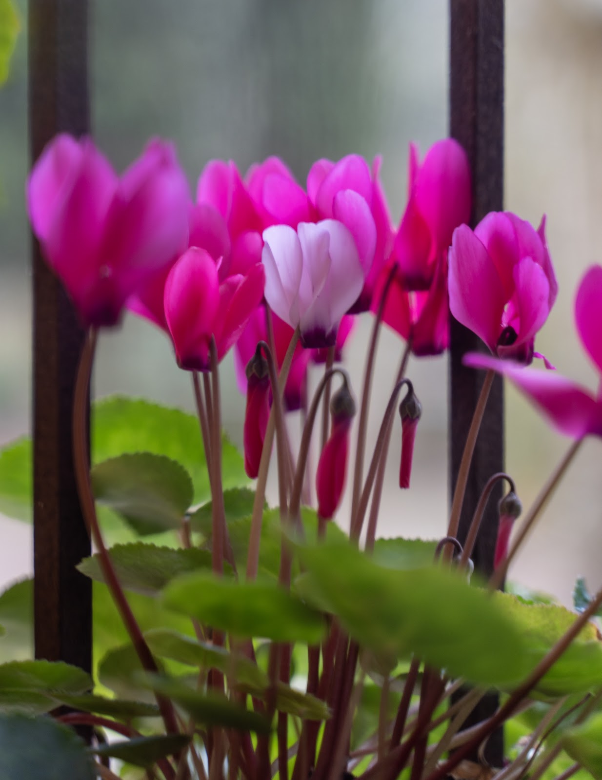 Pink cyclamen flowers