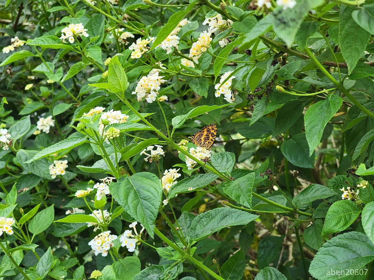 蝴蝶 2號 (花豹盛蛺蝶)