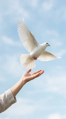 White Dove Taking Flight from Hand