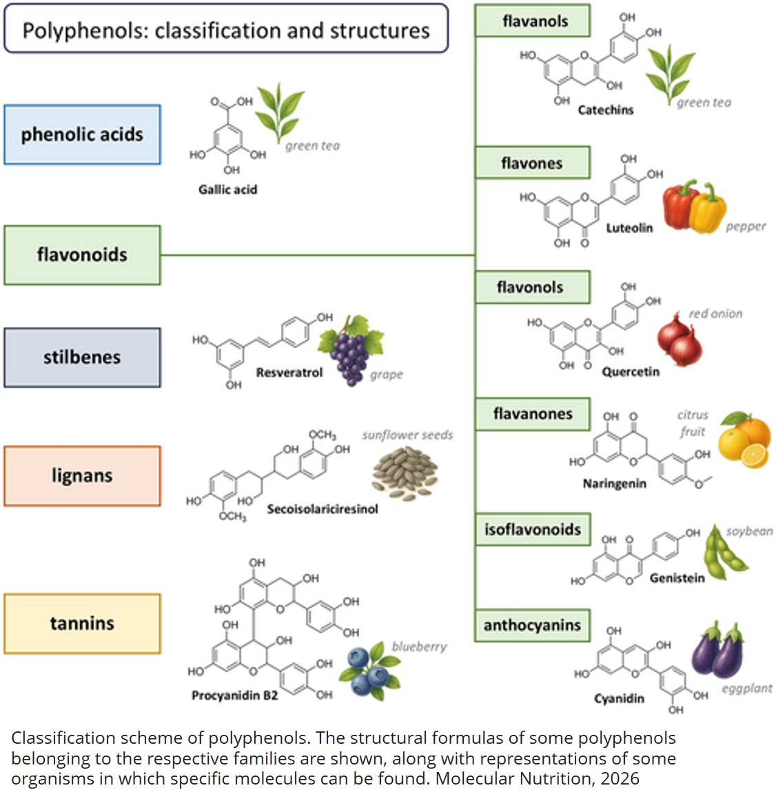 The Role of Polyphenols in Regulating Skeletal Muscle Development and Homeostasis: Molecular Mechanisms and Potential Medical Applications