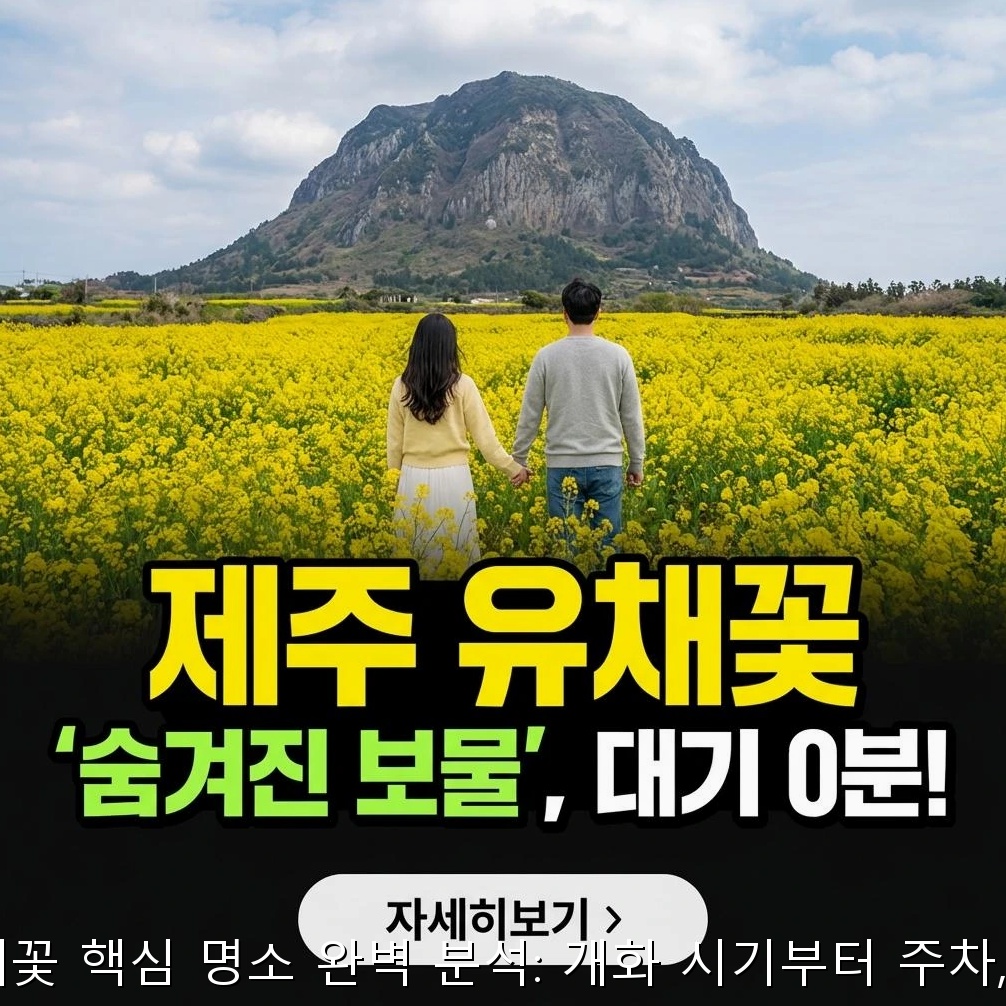 2026 제주 유채꽃 핵심 명소 완벽 분석 가이드