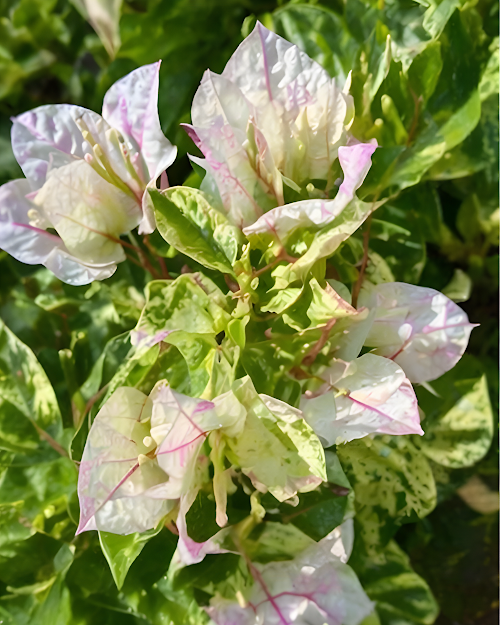 Imported Sunstone White Bougainvillea Plant
