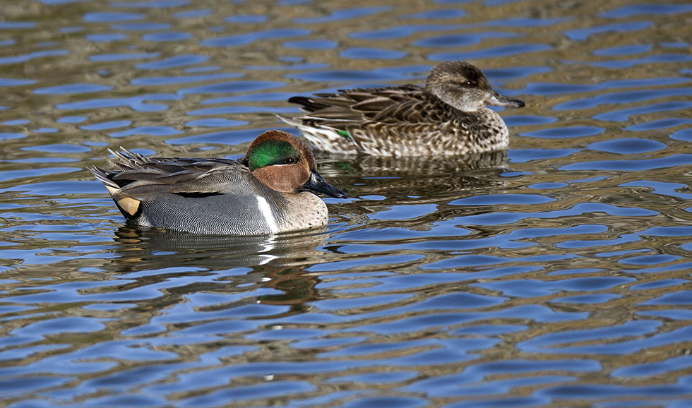 アメリカコガモ