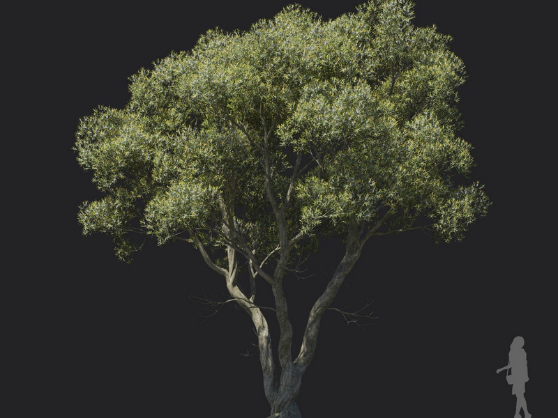 Maxtree - Plant Models Vol.121