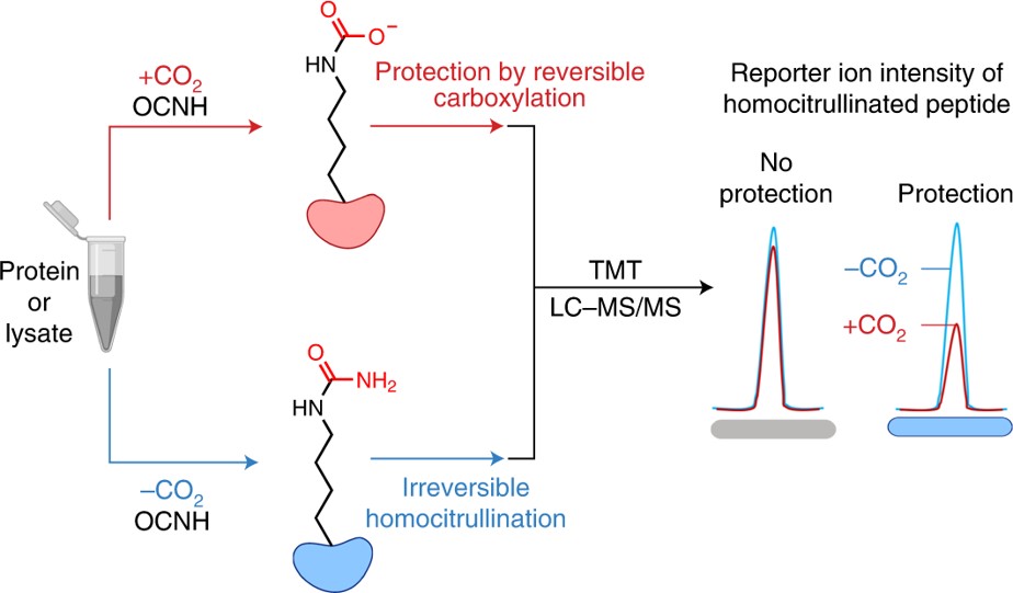 PROTEIN TARGETS OF CO2-DEPENDENT LYSINE CARBOXYLATION IN THE MOUSE BRAIN