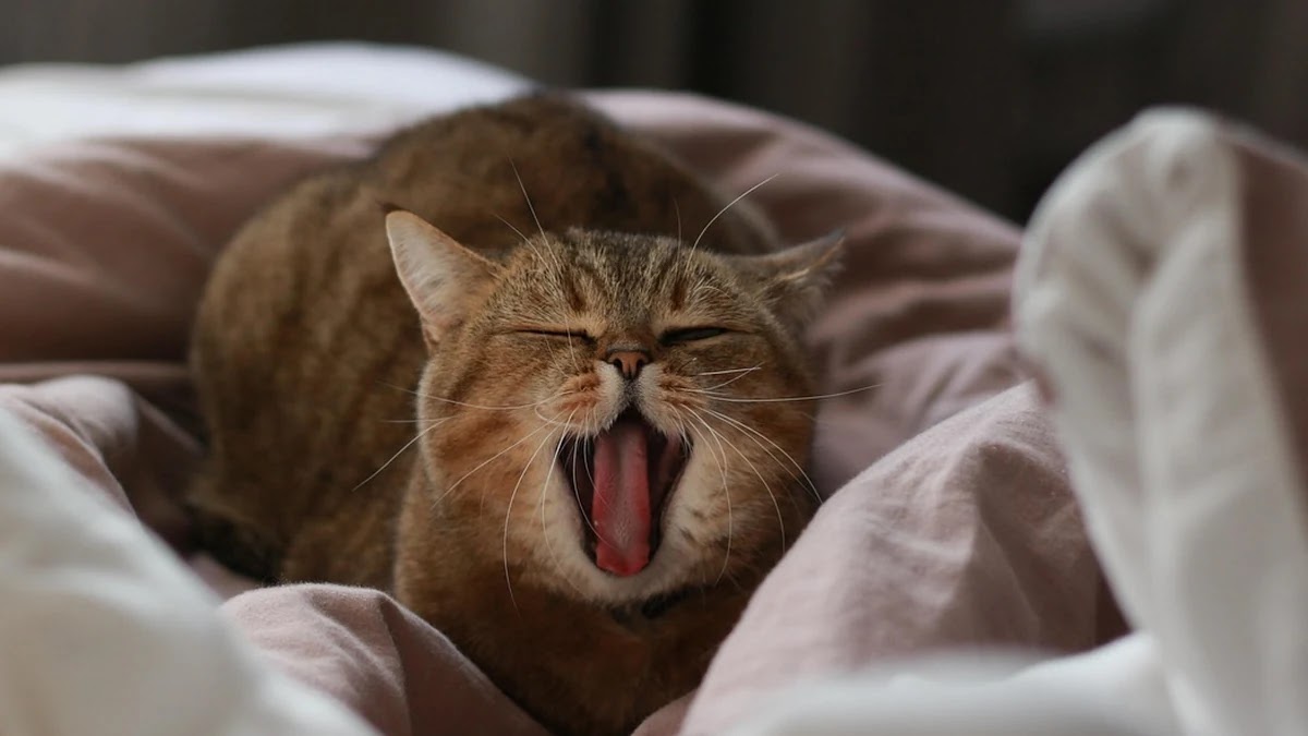 IT 자격증 난이도별 최적 합격 전략과 공부법