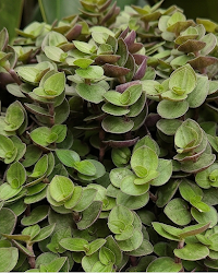 Turtle Vine Plant