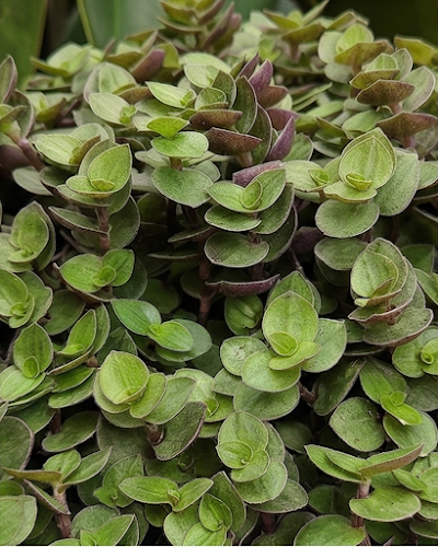 Turtle Vine Plant